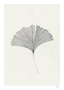 Plakát Ginkgo Leaf by Ana Frois