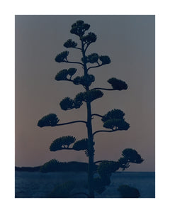 Plakát Hvar Agave Flower by Armin Tehrani