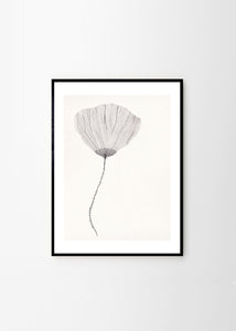 Plakát Poppy by Ana Frois