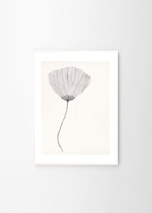 Plakát Poppy by Ana Frois