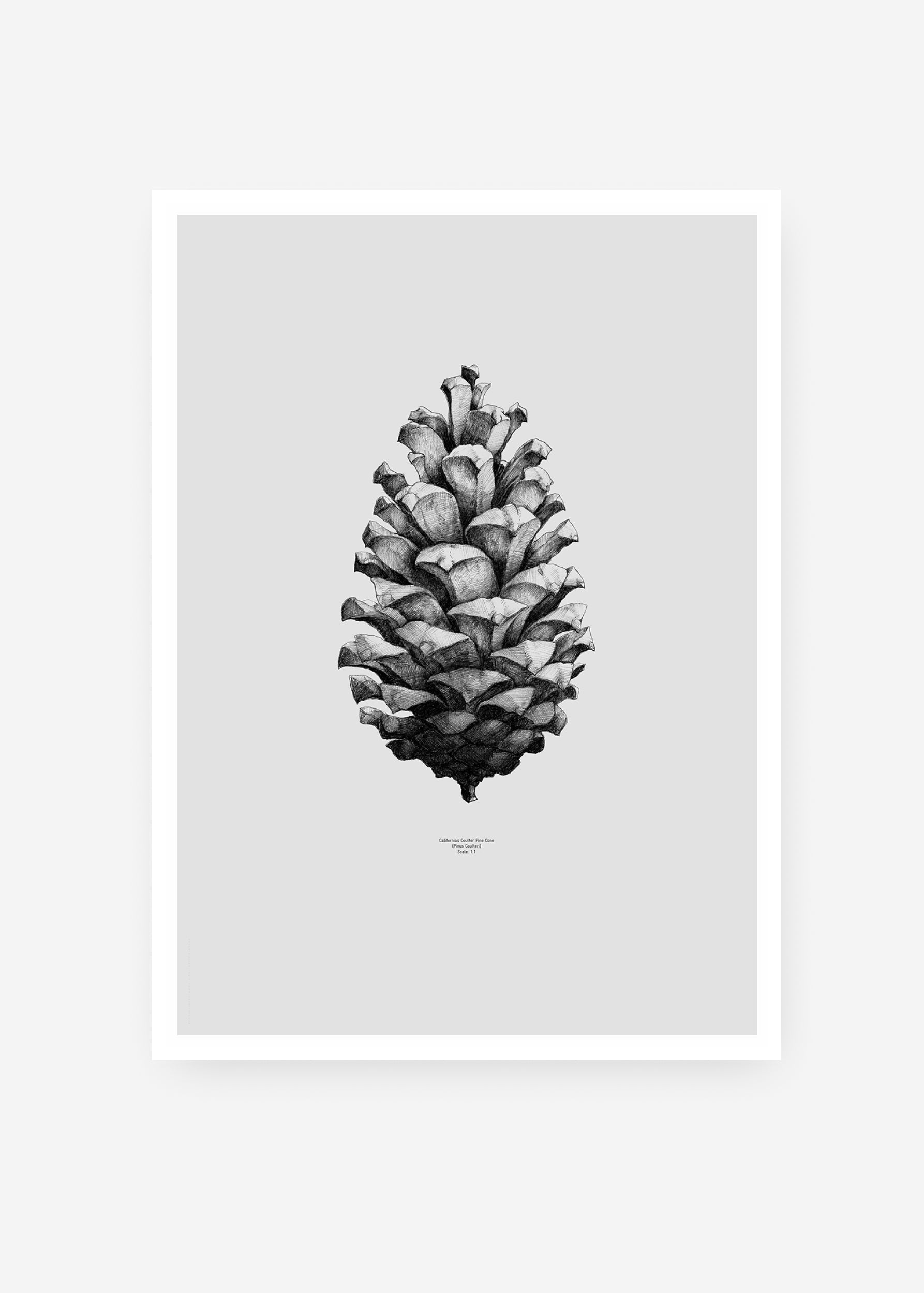 Plakát Grey Pine Cone by Form Us with Love 50x70cm